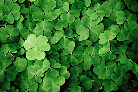 Clovers Up Close